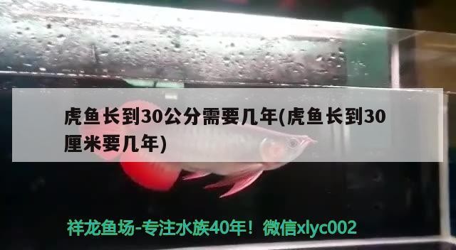 虎魚(yú)長(zhǎng)到30公分需要幾年(虎魚(yú)長(zhǎng)到30厘米要幾年) 虎魚(yú)長(zhǎng)到30公分需要幾年(虎魚(yú)長(zhǎng)到30厘米要幾年) 虎魚(yú)百科
