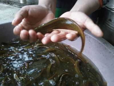 龍魚不能喂活泥鰍