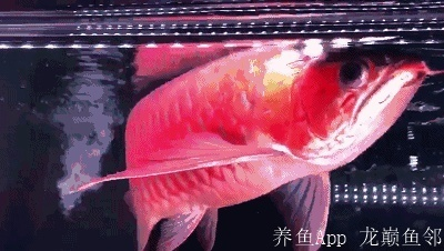 怎么促進紅龍發(fā)色