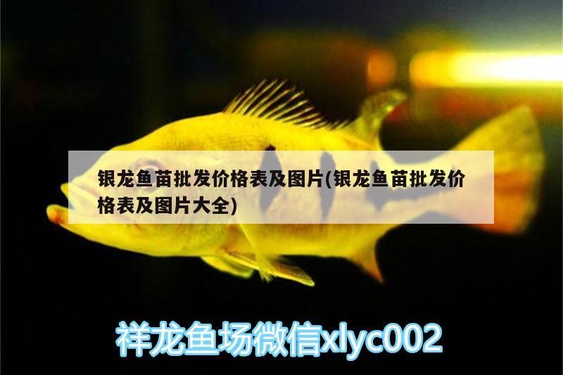 銀龍魚苗批發(fā)價(jià)格表及圖片(銀龍魚苗批發(fā)價(jià)格表及圖片大全) 銀龍魚苗批發(fā)價(jià)格表及圖片(銀龍魚苗批發(fā)價(jià)格表及圖片大全) 銀龍魚百科