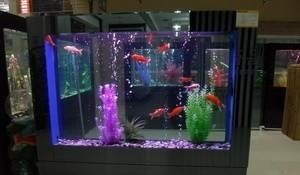 大瀝哪里有魚(yú)缸買賣：大瀝地區(qū)幾個(gè)可能的魚(yú)缸買賣