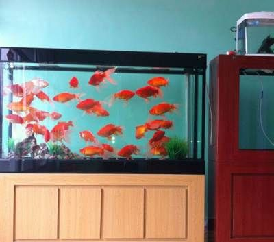 大瀝哪里有魚(yú)缸買賣：大瀝地區(qū)幾個(gè)可能的魚(yú)缸買賣
