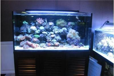 大瀝哪里有魚缸買賣：大瀝地區幾個可能的魚缸買賣