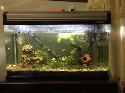 布景魚缸怎么清理水垢：布景魚缸如何清理水垢？