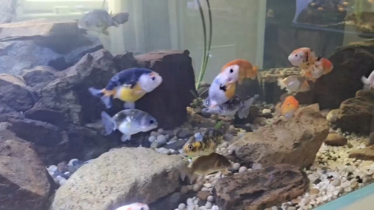 量子養魚技術～免換水