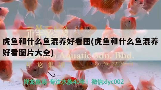 虎魚和什么魚混養好看圖(虎魚和什么魚混養好看圖片大全)