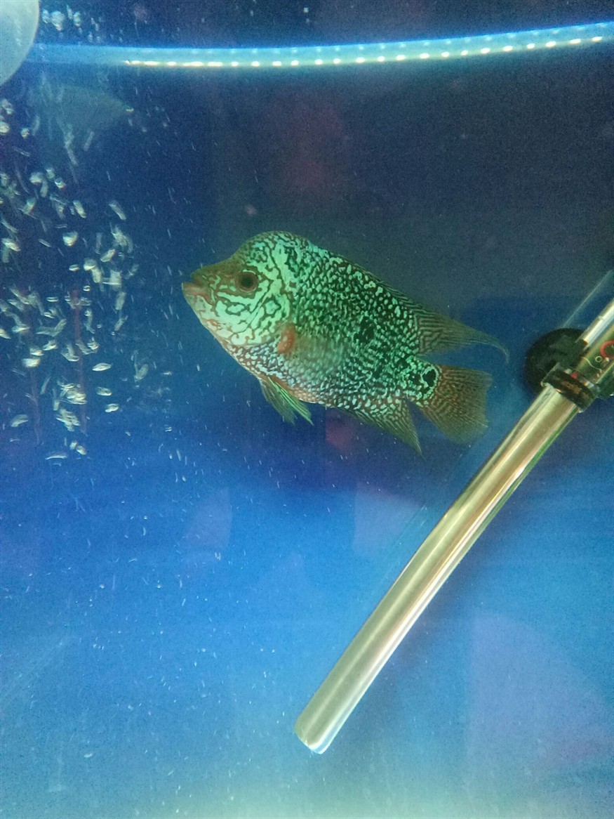 這魚是不是廢了？