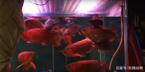 如何判斷九龍魚風水畫是否適合我家，九龍魚風水畫怎么掛 如何判斷九龍魚風水畫是否適合我家，九龍魚風水畫怎么掛 龍魚百科 第1張