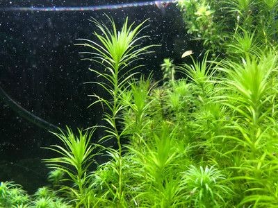 北美風魚缸造景效果圖：北美風格的魚缸造景強調模擬加拿大北部針葉林景觀