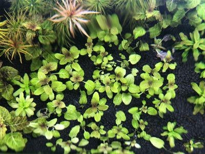 如何判斷九龍魚風水畫是否適合我家，九龍魚風水畫怎么掛 如何判斷九龍魚風水畫是否適合我家，九龍魚風水畫怎么掛 龍魚百科 第2張