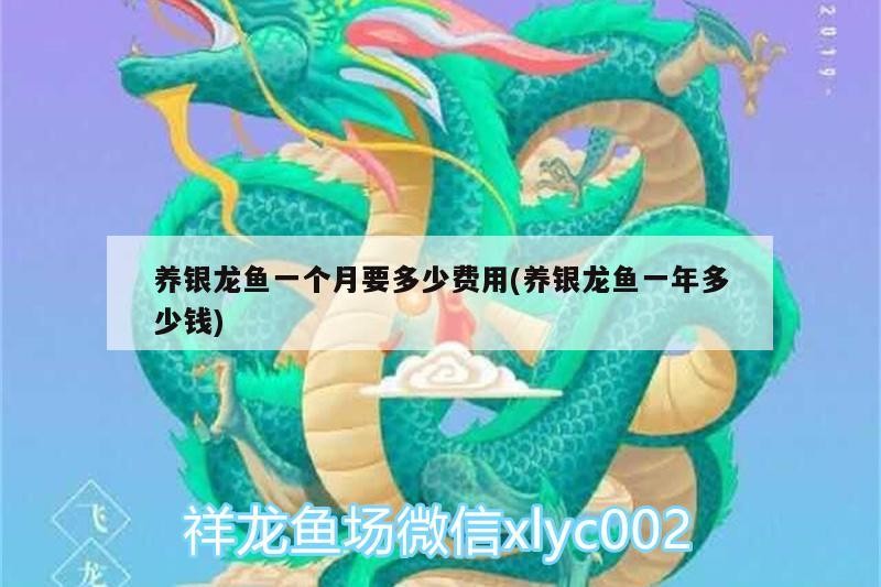 養銀龍魚一個月要多少費用(養銀龍魚一年多少錢)