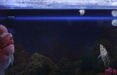 虎魚吃魚糧嗎會死嗎：虎魚吃魚糧會死嗎