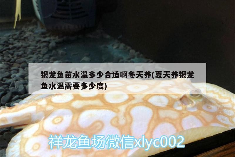 銀龍魚苗水溫多少合適啊冬天養(夏天養銀龍魚水溫需要多少度)