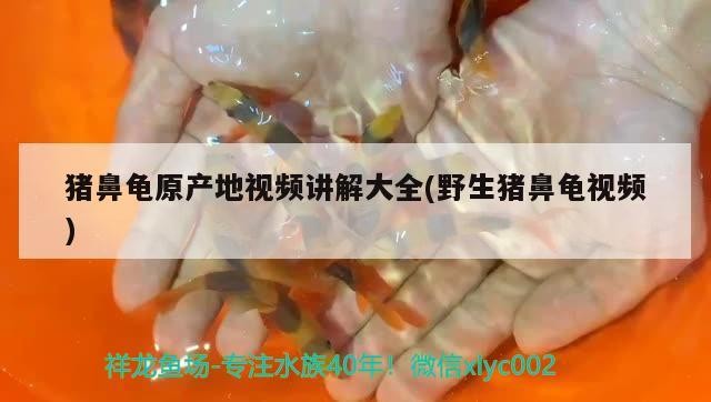 豬鼻龜原產地視頻講解大全(野生豬鼻龜視頻)