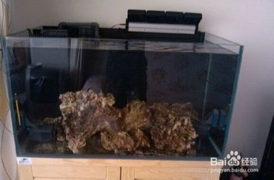 大魚缸怎么開缸：大魚缸開缸一般步驟和注意事項
