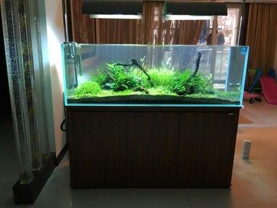 大魚缸怎么開缸：大魚缸開缸一般步驟和注意事項
