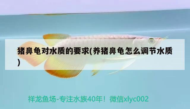 豬鼻龜對水質的要求(養豬鼻龜怎么調節水質) 豬鼻龜對水質的要求(養豬鼻龜怎么調節水質) 豬鼻龜百科