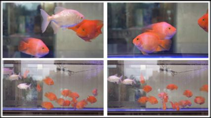 大魚缸混養(yǎng)什么魚好看呢：混養(yǎng)觀賞魚的注意事項