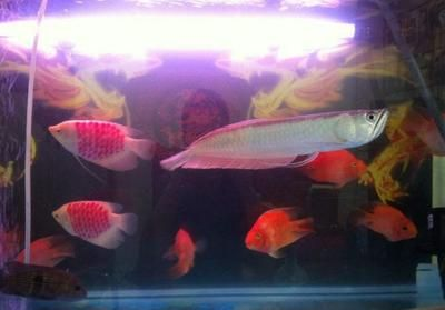大魚缸混養(yǎng)什么魚好看呢：混養(yǎng)觀賞魚的注意事項