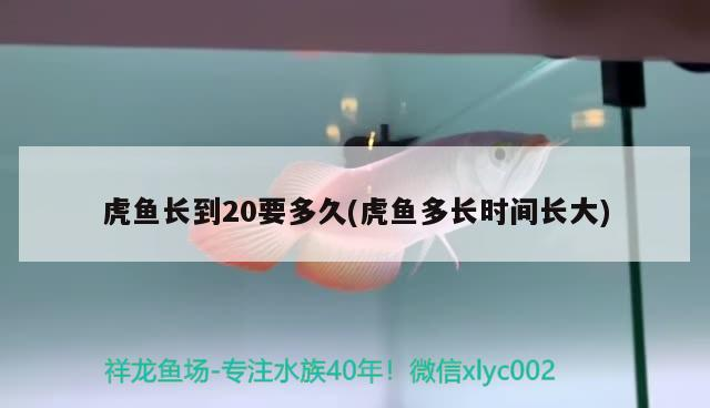 虎魚長(zhǎng)到20要多久(虎魚多長(zhǎng)時(shí)間長(zhǎng)大)