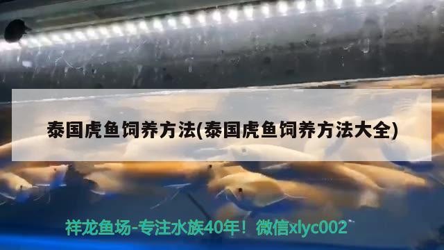 泰國虎魚飼養(yǎng)方法(泰國虎魚飼養(yǎng)方法大全) 泰國虎魚飼養(yǎng)方法(泰國虎魚飼養(yǎng)方法大全) 虎魚百科