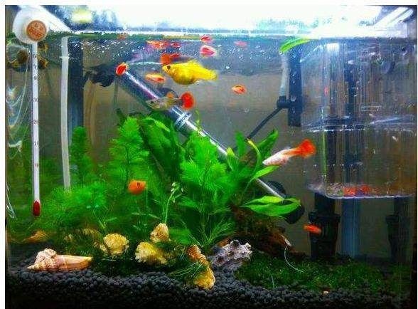 按風水魚缸放在什么位置好：家居風水：如何選擇最佳位置？