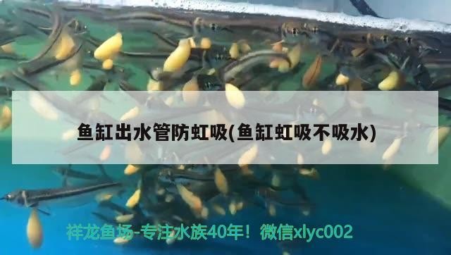 魚缸出水管防虹吸(魚缸虹吸不吸水) 魚缸出水管防虹吸(魚缸虹吸不吸水) 紅龍魚百科