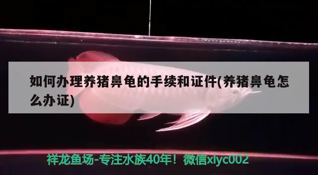如何辦理養豬鼻龜的手續和證件(養豬鼻龜怎么辦證)