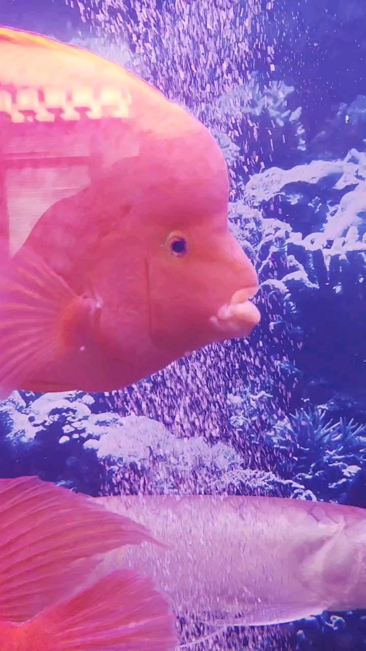 求助，鸚鵡魚(yú)嘴腫了