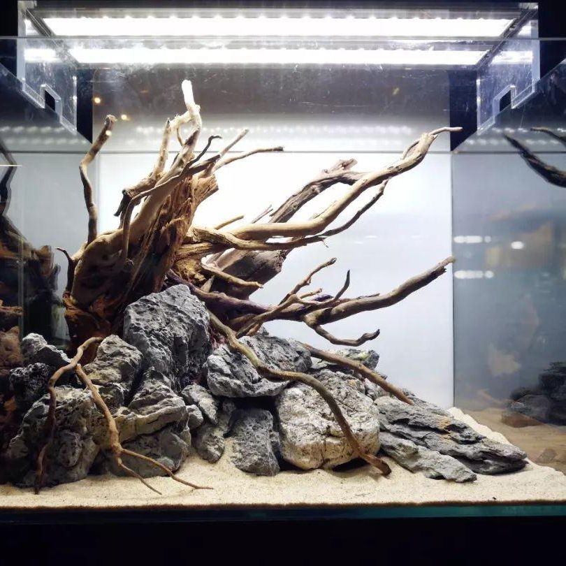 沉木魚缸造景沉木上怎么放草呢：如何將水草粘在沉木上