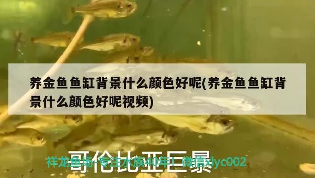 養金魚魚缸背景什么顏色好呢(養金魚魚缸背景什么顏色好呢視頻)