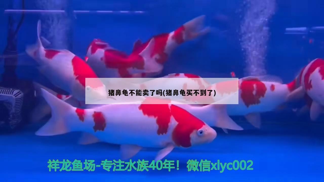 豬鼻龜不能賣了嗎(豬鼻龜買不到了) 豬鼻龜不能賣了嗎(豬鼻龜買不到了) 豬鼻龜百科