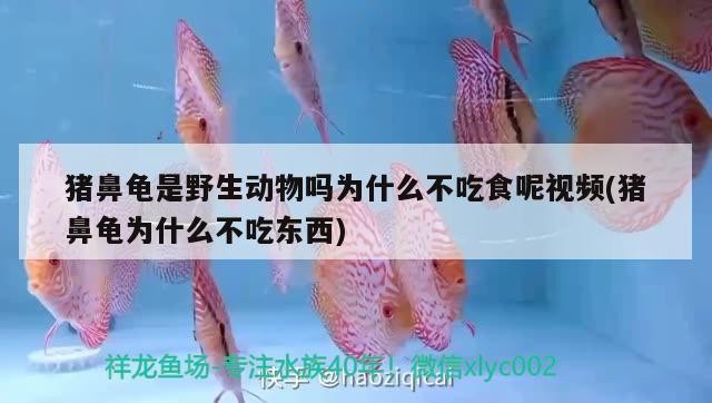 長城杯龍魚錦標賽的評分標準是什么，長城杯世界龍魚錦標賽的評分標準
