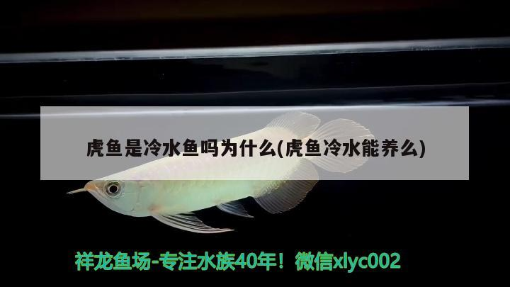 虎魚是冷水魚嗎為什么(虎魚冷水能養么)