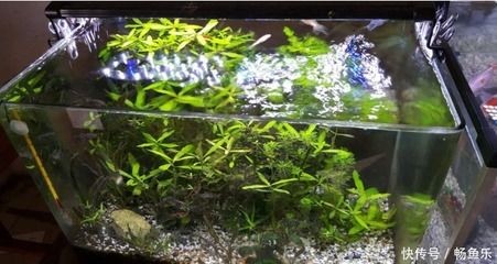 調(diào)節(jié)魚缸水質(zhì)常見四種方法是:調(diào)節(jié)魚缸水質(zhì)常見四種方法 魚缸百科 第1張 調(diào)節(jié)魚缸水質(zhì)常見四種方法是:調(diào)節(jié)魚缸水質(zhì)常見四種方法 調(diào)節(jié)魚缸水質(zhì)常見四種方法是:調(diào)節(jié)魚缸水質(zhì)常見四種方法 魚缸百科 第1張