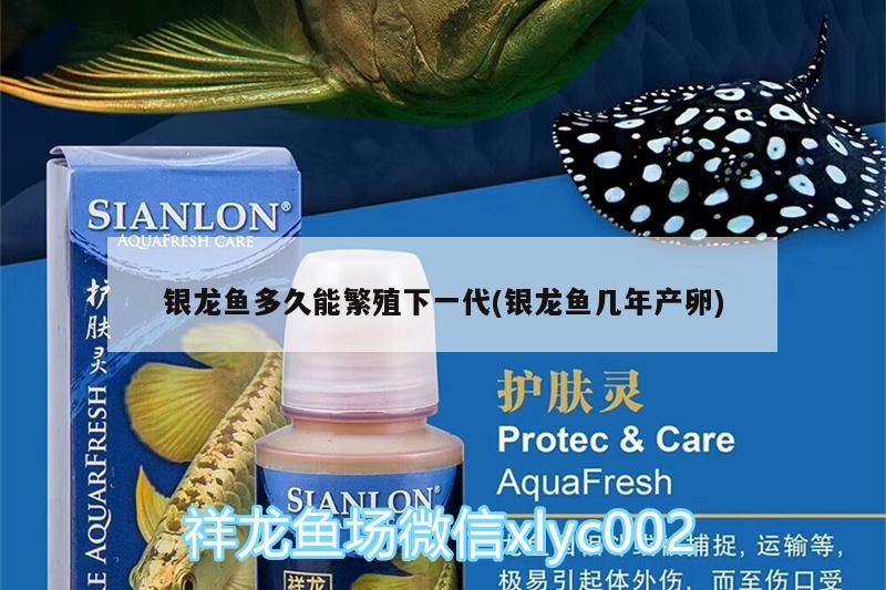 銀龍魚多久能繁殖下一代(銀龍魚幾年產卵)