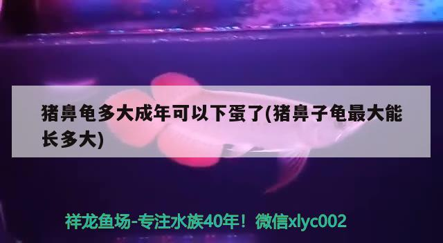 豬鼻龜多大成年可以下蛋了(豬鼻子龜最大能長(zhǎng)多大)
