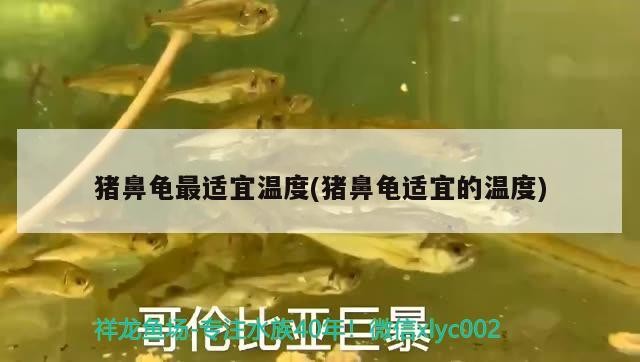 豬鼻龜最適宜溫度(豬鼻龜適宜的溫度) 豬鼻龜最適宜溫度(豬鼻龜適宜的溫度) 豬鼻龜百科