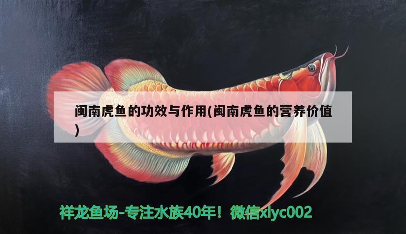 閩南虎魚的功效與作用(閩南虎魚的營養價值)