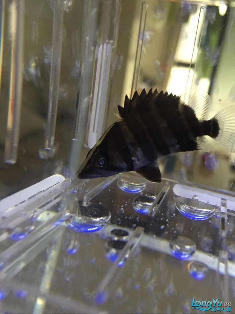 虎魚(yú)內(nèi)蒙跪求各大神出出主意