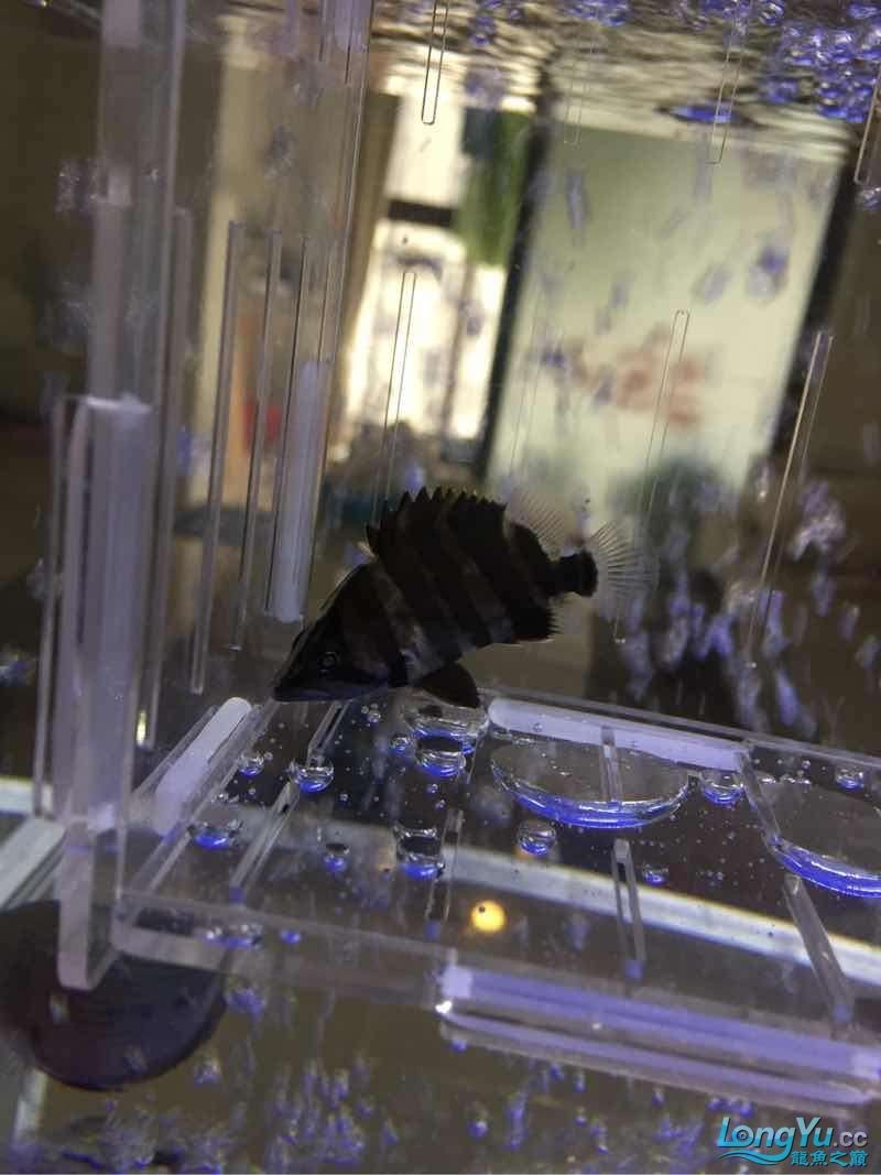 虎魚(yú)內(nèi)蒙跪求各大神出出主意
