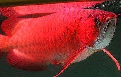 紅龍魚喂食量是多少克合適