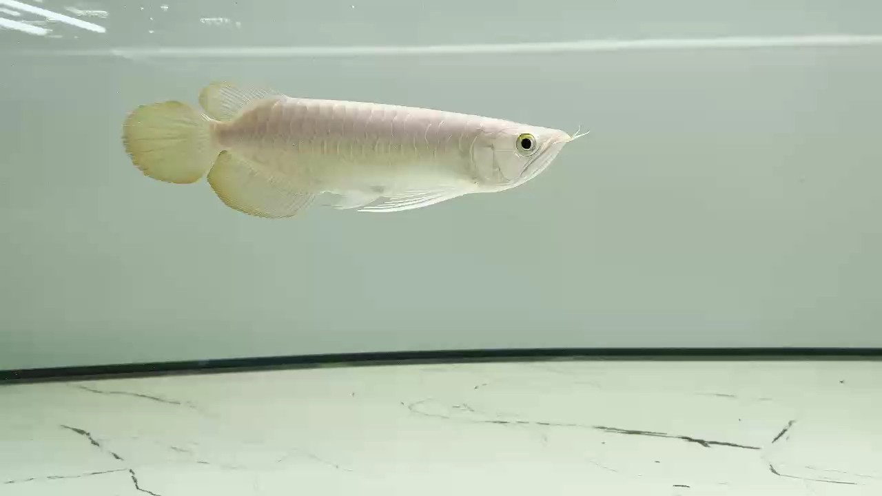 銘川龍魚 銘川龍魚 龍魚論壇