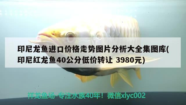 魚缸 印尼龍魚進口價格走勢圖片分析大全集圖庫(印尼紅龍魚40公分低價轉(zhuǎn)讓3980元) 紅龍魚百科 印尼龍魚進口價格走勢圖片分析大全集圖庫(印尼紅龍魚40公分低價轉(zhuǎn)讓3980元) 印尼龍魚進口價格走勢圖片分析大全集圖庫(印尼紅龍魚40公分低價轉(zhuǎn)讓3980元) 紅龍魚百科