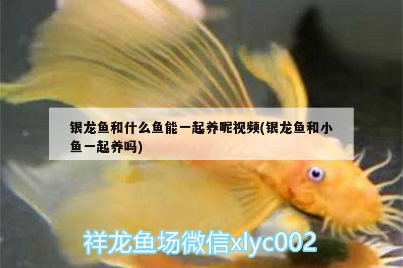 銀龍魚和什么魚能一起養呢視頻(銀龍魚和小魚一起養嗎) 銀龍魚和什么魚能一起養呢視頻(銀龍魚和小魚一起養嗎) 銀龍魚百科