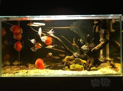 1.2米魚缸適合養多少條七彩神仙魚視頻:1.2米長的魚缸適合養多少條七彩神仙魚 魚缸百科 第1張 1.2米魚缸適合養多少條七彩神仙魚視頻:1.2米長的魚缸適合養多少條七彩神仙魚 1.2米魚缸適合養多少條七彩神仙魚視頻:1.2米長的魚缸適合養多少條七彩神仙魚 魚缸百科 第1張