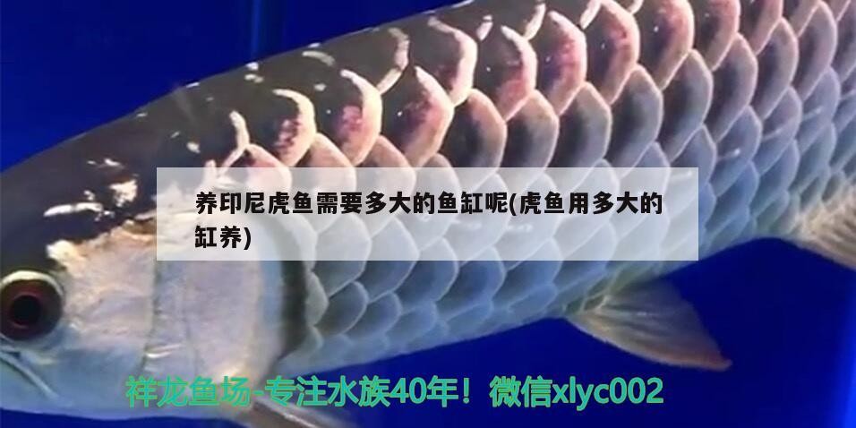 養印尼虎魚需要多大的魚缸呢(虎魚用多大的缸養) 養印尼虎魚需要多大的魚缸呢(虎魚用多大的缸養) 虎魚百科
