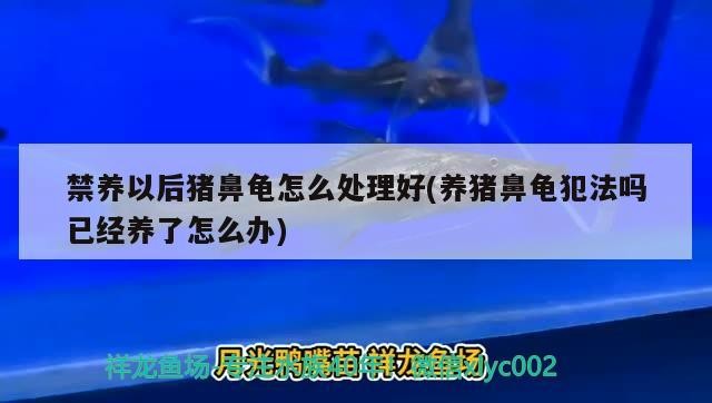 禁養(yǎng)以后豬鼻龜怎么處理好(養(yǎng)豬鼻龜犯法嗎已經(jīng)養(yǎng)了怎么辦) 禁養(yǎng)以后豬鼻龜怎么處理好(養(yǎng)豬鼻龜犯法嗎已經(jīng)養(yǎng)了怎么辦) 豬鼻龜百科