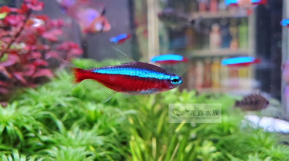 常見的小型觀賞魚品種：常見的小型觀賞魚品種及其相關信息：紅綠燈魚
