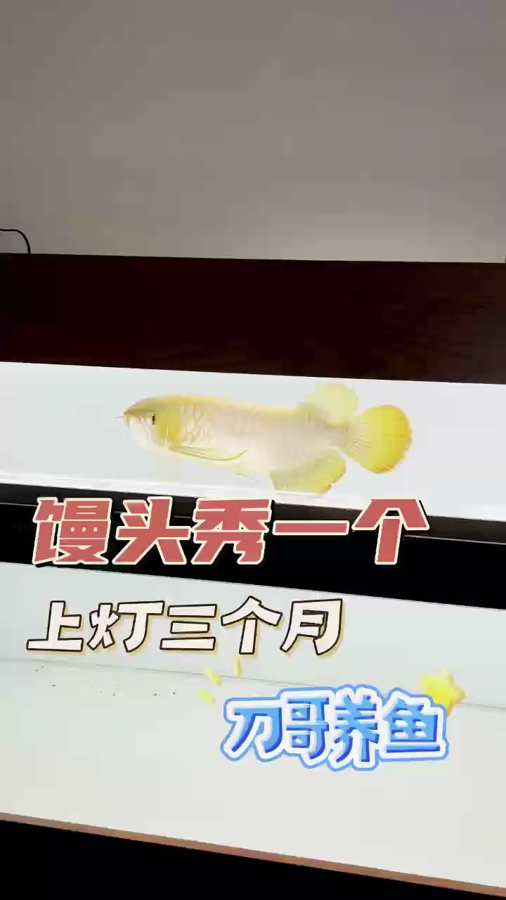 龍魚干蝦有營養嗎 為啥在這里發視頻這個顏色呢? 龍魚論壇 為啥在這里發視頻這個顏色呢? 為啥在這里發視頻這個顏色呢? 龍魚論壇